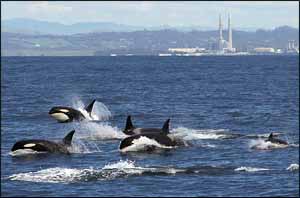 Killer whales.