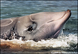 Head of Cuvier's beaked whale above the sea surface.