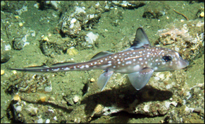 Migration map of Pacific whiting.