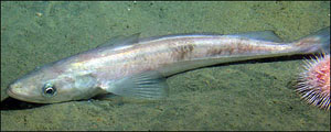 Migration map of Pacific whiting.